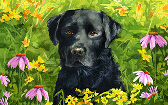 black lab mat