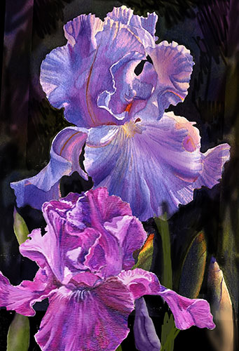 black iris