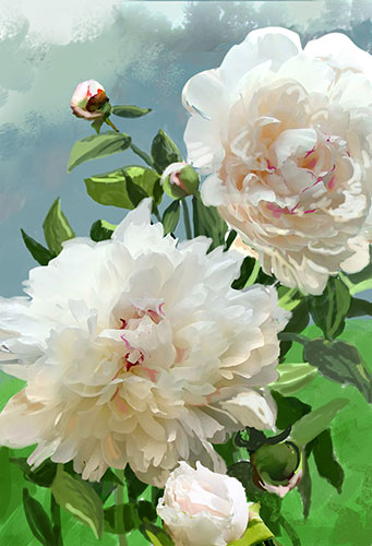 white peonies