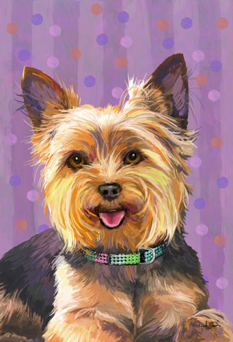 yorkie